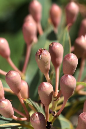 Eucalyptus Tree Buds
